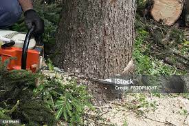 How Our Tree Care Process Works  in  Isla Vista, CA