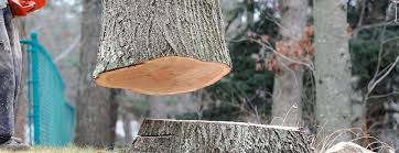 Best Commercial Tree Services  in Isla Vista, CA