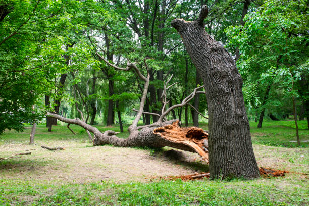 Best Root Management and Removal  in Isla Vista, CA