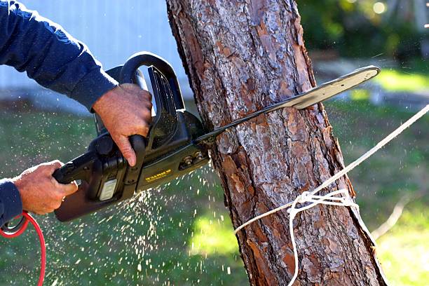 Best Tree Maintenance Programs  in Isla Vista, CA