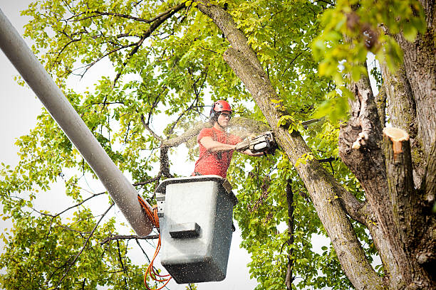 Reliable Isla Vista, CA Tree Care Solutions