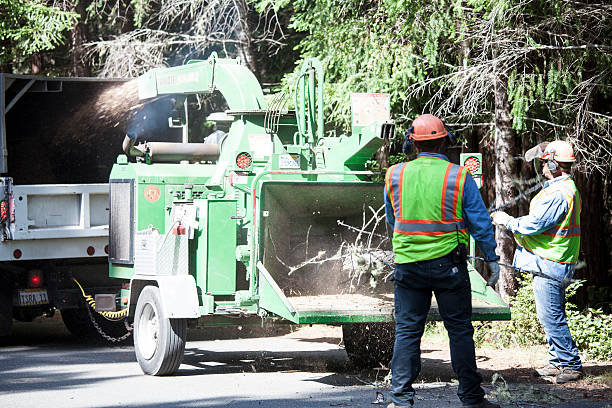 Best Lawn Renovation and Restoration  in Isla Vista, CA