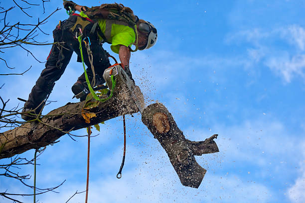 Best Storm Damage Tree Cleanup  in Isla Vista, CA