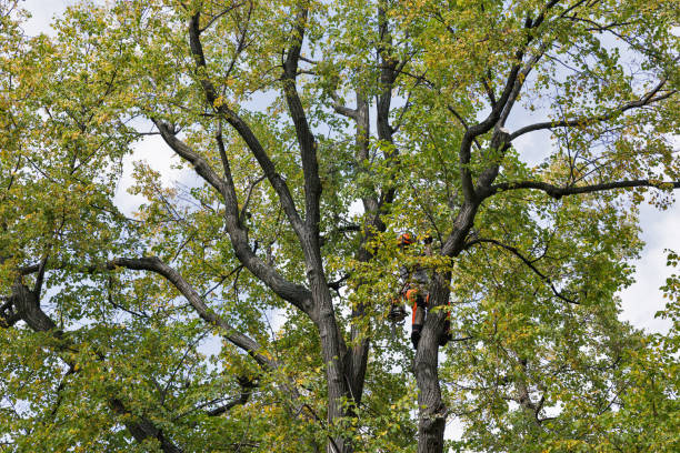 Best Tree Mulching  in Isla Vista, CA